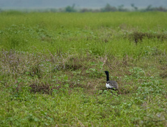 Houbaropsis bengalensis