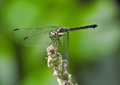 Agrionoptera longitudinalis biserialis