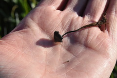 Auriscalpium vulgare