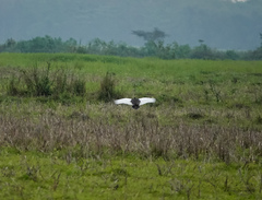 Houbaropsis bengalensis