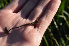 Auriscalpium vulgare