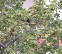 Sturnus unicolor