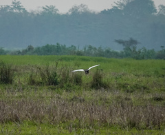 Houbaropsis bengalensis