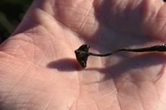 Auriscalpium vulgare