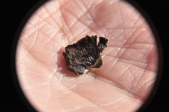 Auriscalpium vulgare