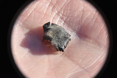 Auriscalpium vulgare