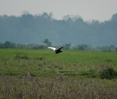 Houbaropsis bengalensis