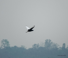 Houbaropsis bengalensis