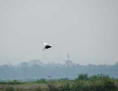 Houbaropsis bengalensis