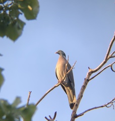 Columba palumbus