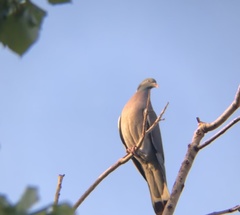 Columba palumbus