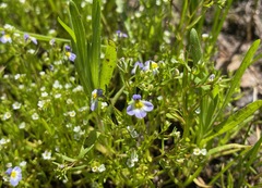 Porterella carnosula