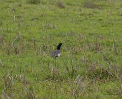Houbaropsis bengalensis