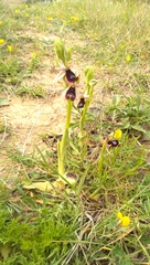 Ophrys bertolonii bertolonii