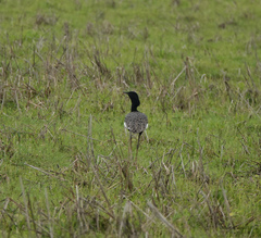 Houbaropsis bengalensis