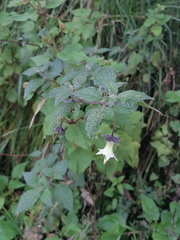 Jaltomata viridiflora