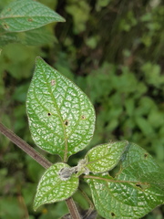 Jaltomata viridiflora