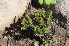 Rhodiola quadrifida