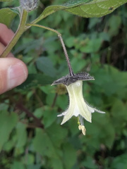 Jaltomata viridiflora