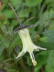 Jaltomata viridiflora