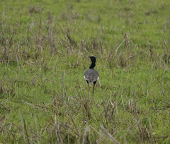 Houbaropsis bengalensis