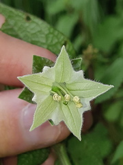 Jaltomata viridiflora