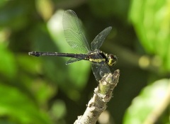 Agrionoptera longitudinalis biserialis