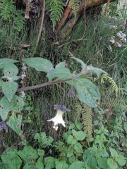 Jaltomata viridiflora