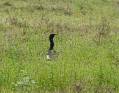 Houbaropsis bengalensis