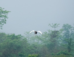 Houbaropsis bengalensis