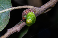 Callirhytis carmelensis