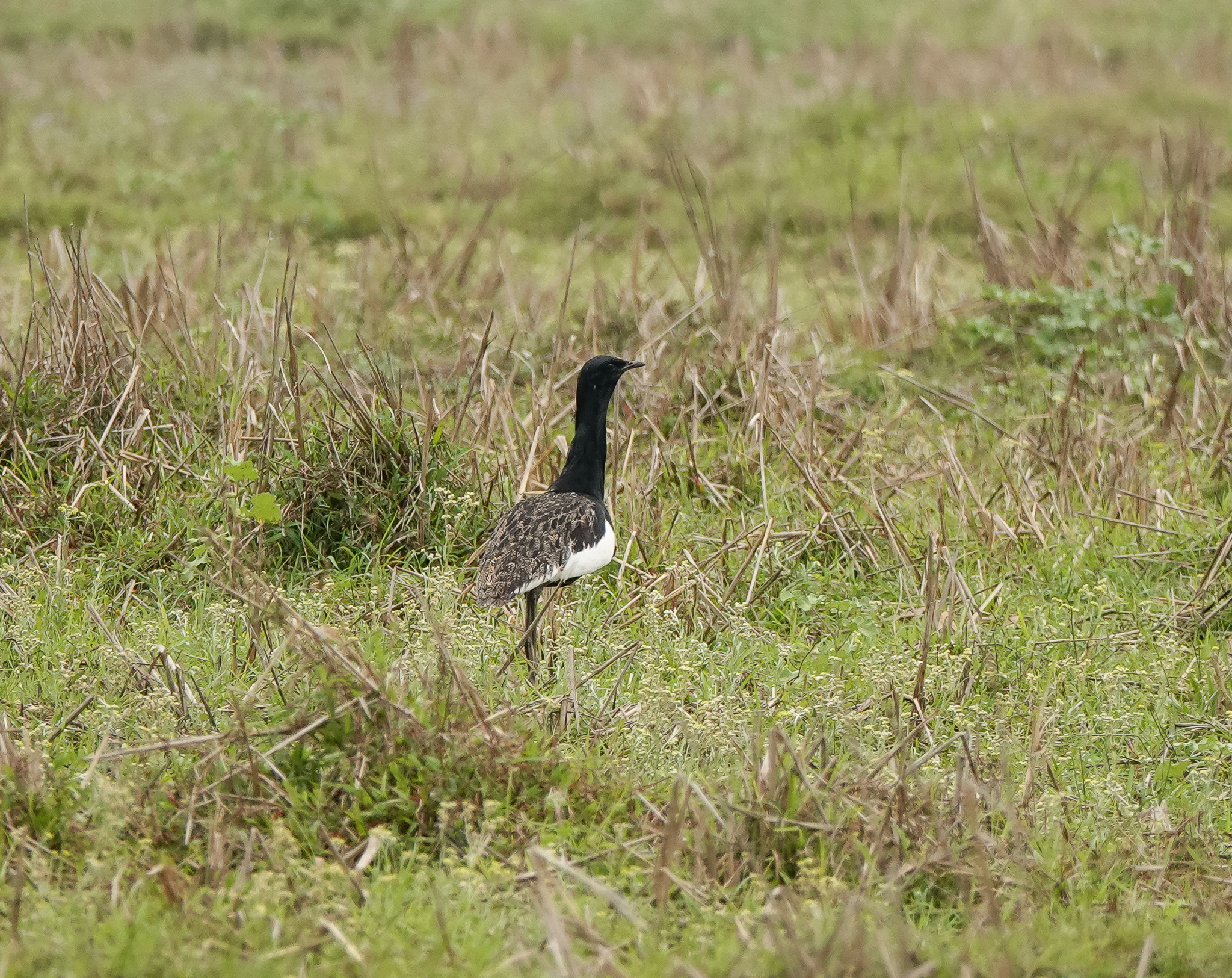 Bengal Florican illustration