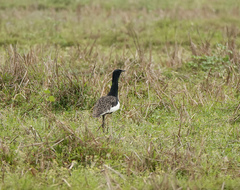 Houbaropsis bengalensis