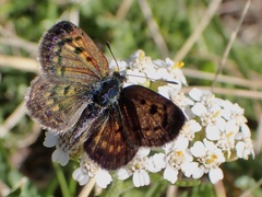 Lycaena tama