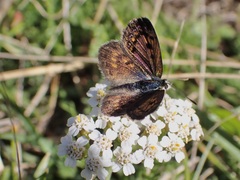 Lycaena tama