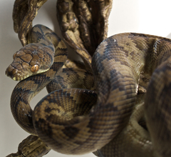 Halmahera Python photo 3