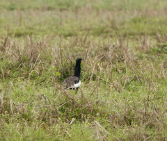 Houbaropsis bengalensis