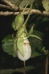 Fieldia australis