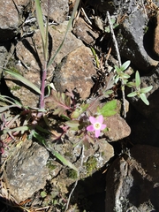 Collomia heterophylla