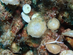Nummulitoidea