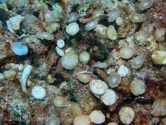 Nummulitoidea