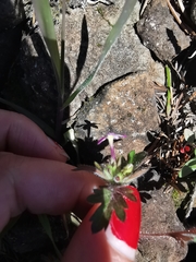 Collomia heterophylla