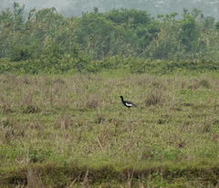 Houbaropsis bengalensis