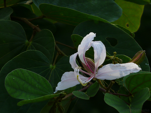 Bauhinia purpurea
