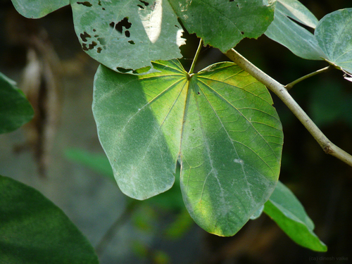 Bauhinia purpurea