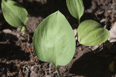 Erythronium krylovii