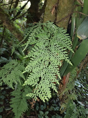 Aspleniaceae
