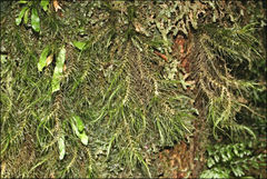 Dicranoloma menziesii