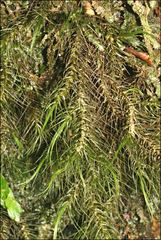 Dicranoloma menziesii