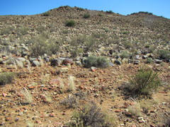 Amphiglossa triflora